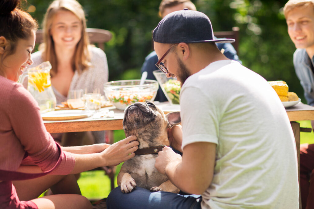 chattanooga party pet safety