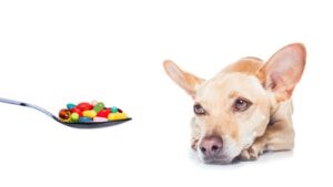 dog with pills