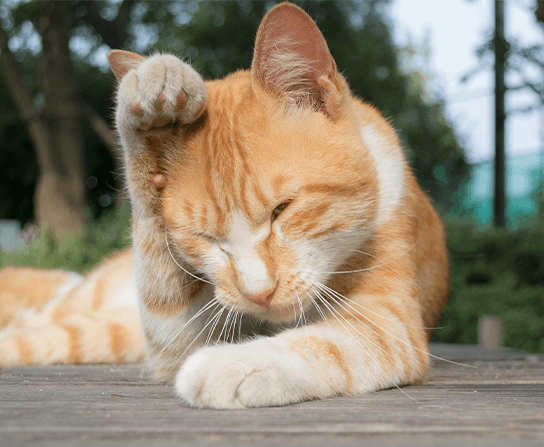 Allergies & Dermatology