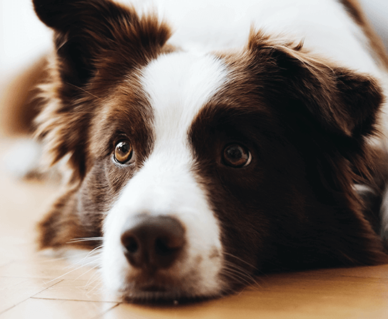 Sick Visits for Unwell Pets