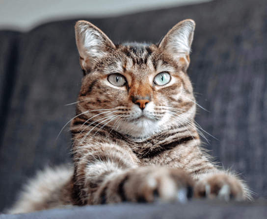 Vaccinations & Titer Testing
