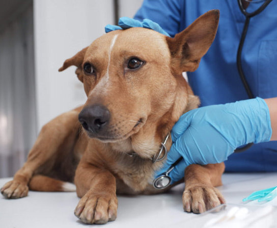 Microbiome Fecal Transplants