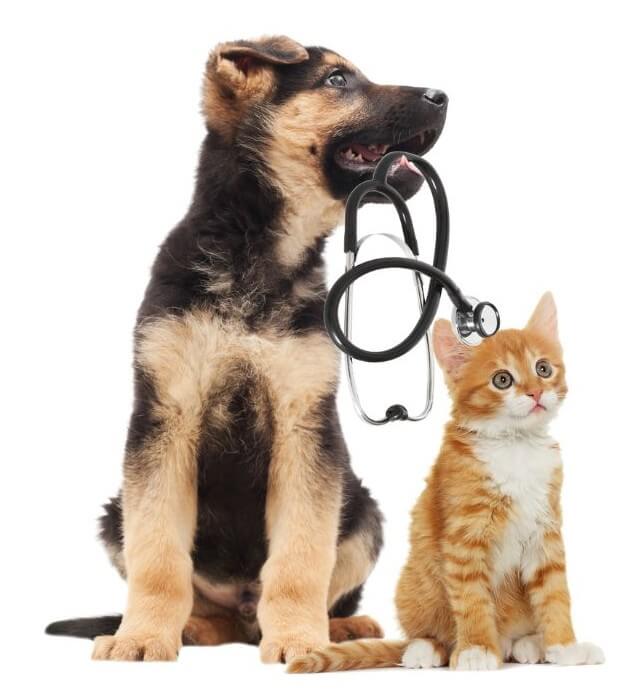 Careers at Chattanooga Holistic Animal Institute